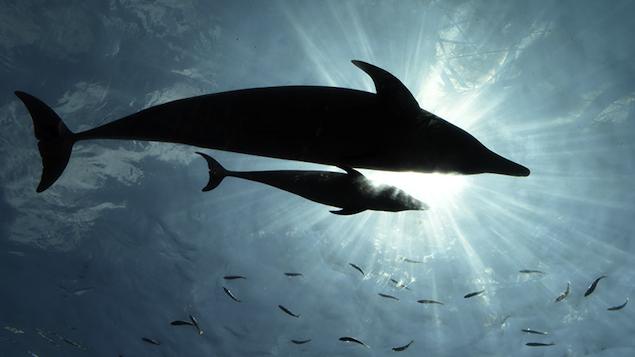 A história do jovem golfinho que foi torturado e eventualmente morto por turistas na Argentina não é esquecida