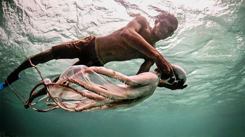 Integrante da tribo Bajau pesca um polvo para o almoço