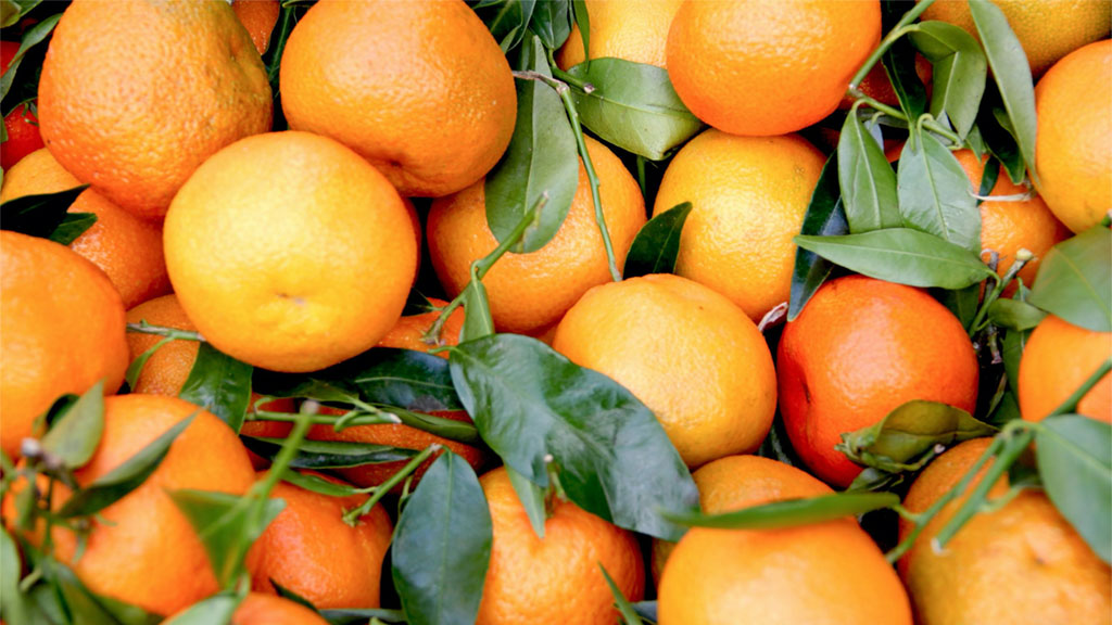 A produção de laranjas, esse ano, ficou prejudicada por conta das mudanças no clima do Brasil