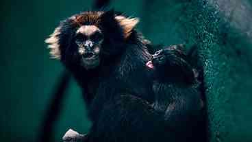 Zoológico comemora sucesso em reprodução de saguis-da-serra-escuro