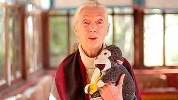 Jane Goodall alerta: ‘Estamos em meio à sexta grande extinção’