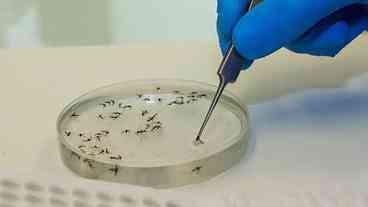 Saúde atualiza orientações para vigilância do Oropouche