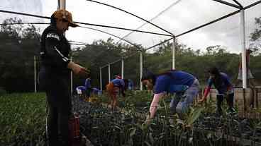 Protegendo Mangues na Amazônia: Captura de Carbono