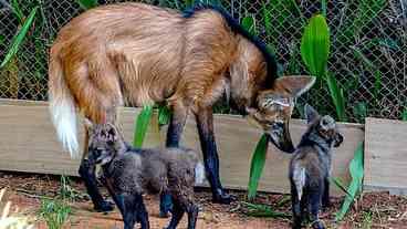 Nascimento de Lobo-Guará em Cativeiro no Zoológico de SP
