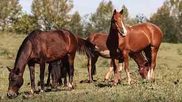 Ração Contaminada Causa Morte de 245 Cavalos