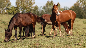 Cavalos mortos por ração contaminada: Aumento alarmante