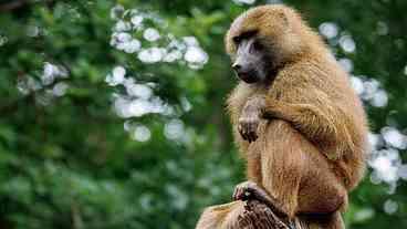 Zoológico na Alemanha mata 12 babuínos e gera revolta