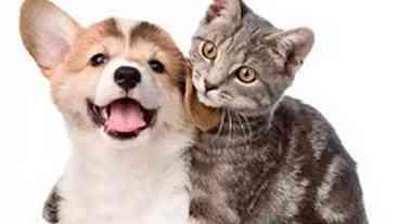 Vacinação Antirrábica no Rio: Cães e Gatos Grátis