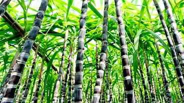 China negocia etanol brasileiro para aviação sustentável