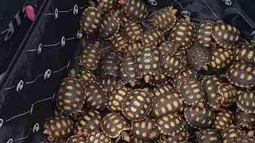 600 jabutis devolvidos à natureza no Rio de Janeiro