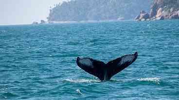 Baleias Jubarte Retornam ao Litoral Paulista