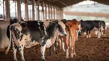 Vacina Excell 10 pode ter causado morte de 200 animais