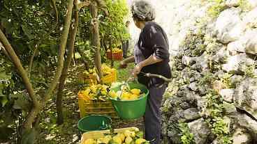 Costa Amalfitana: Patrimônio Mundial da Agricultura