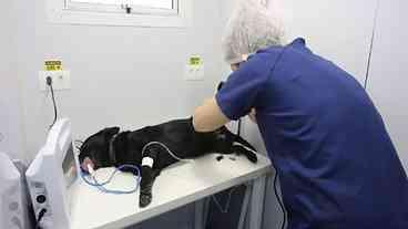 Atendimento a Animais no Rio: Novas Unidades Móveis