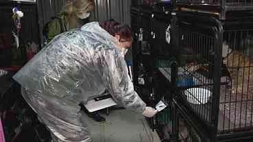 Polícia investiga abate irregular de cães em Canoas