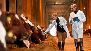 Fusão Marfrig e BRF: Início do Processo de Unificação