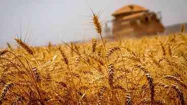 Safra de Grãos no Brasil: Recorde Histórico 2024-25