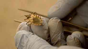 Doença de Chagas cresce nos EUA e preocupa autoridades