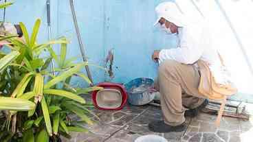 Grávidas e o Risco de Arboviroses no Parto