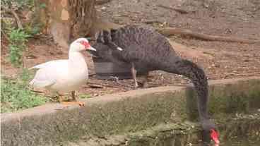 Furto de Aves no Parque Guinle: Moradores Denunciam
