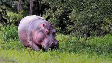 Colômbia doa terras de Pablo Escobar