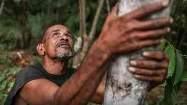 Projeto Sustentável no Marajó: Açaí e Agrofloresta