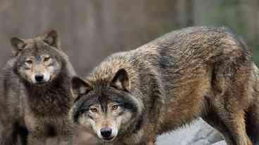 Lobos evitam humanos: estudo revela comportamento curioso