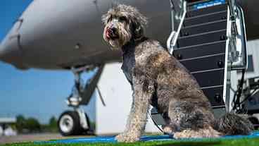 Justiça europeia classifica pets como ‘bagagem’ em voos