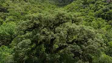 Mata Atlântica: 2,4 milhões de hectares perdidos
