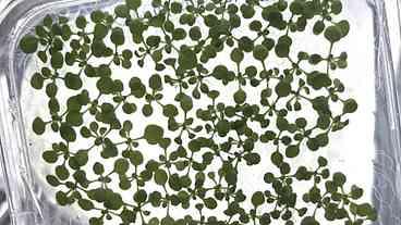 IA Revela Adaptação de Plantas ao Clima