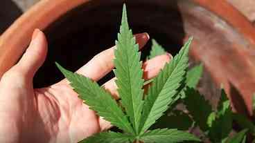 STJ adia prazo para regulamentação da cannabis medicinal