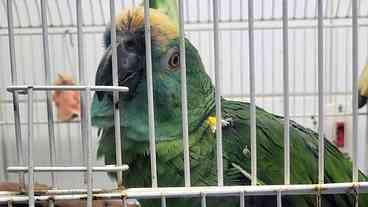 Brasil intensifica ações contra tráfico de animais