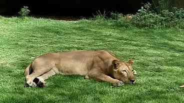 Leoa do zoo da Paraíba não será sacrificada