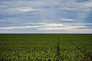 Plantio de Soja no Brasil: Projeções para 2025/26