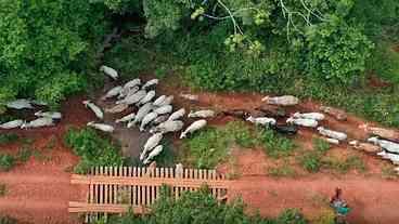 Vaqueiro Alvejado em Emboscada na TI Apyterewa