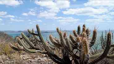 Recuperação da Caatinga: Combate à Desertificação