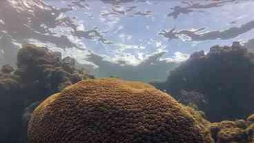 El Niño e o Ecossistema Marinho no Atlântico