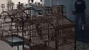 28 presos em torneio ilegal de passarinhos na Baixada