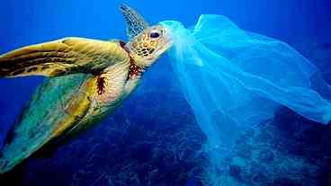 Tratado Global dos Oceanos: Protegendo a Vida Marinha