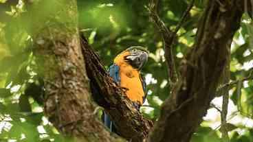 Araras-canindés retornam ao Rio após 200 anos