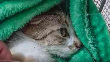 Mulher é presa por arremessar gata do 12º andar em Curitiba