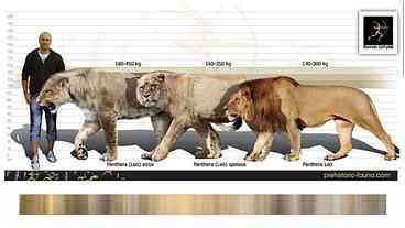 Traços genéticos do leão-das-cavernas são descobertos no Japão