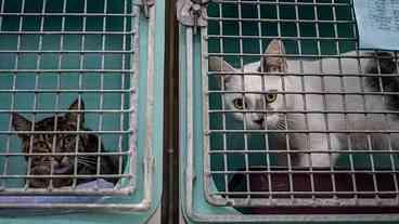 Guerra em Dubai: Aumento no Abandono de Animais