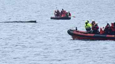 Baleia Jubarte Encaminha Pior Estado de Saúde na Alemanha