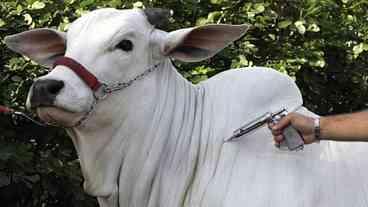 Surto de Febre Aftosa no Noroeste da China