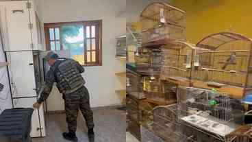 Apreensão de Aves em Cativeiro Ilegal em Guaratiba