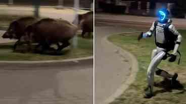 Robô Espanta Javalis em Varsóvia