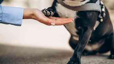 Niterói Autoriza Sepultamento de Pets com Donos