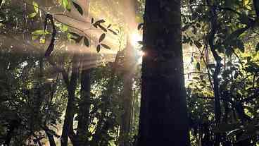 Alemanha pode aumentar apoio ao TFFF para florestas