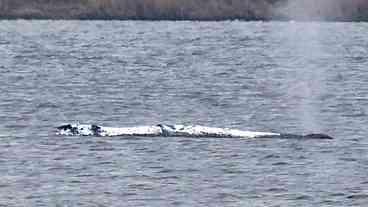 Veterinária critica resgate de baleia na Alemanha